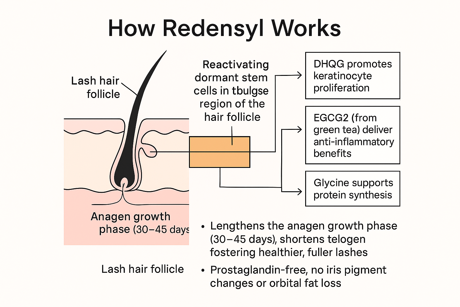 Diagram of Redensyl reactivating follicle stem cells, showing DHQG, EGCG2, glycine and effects on anagen/telogen phases