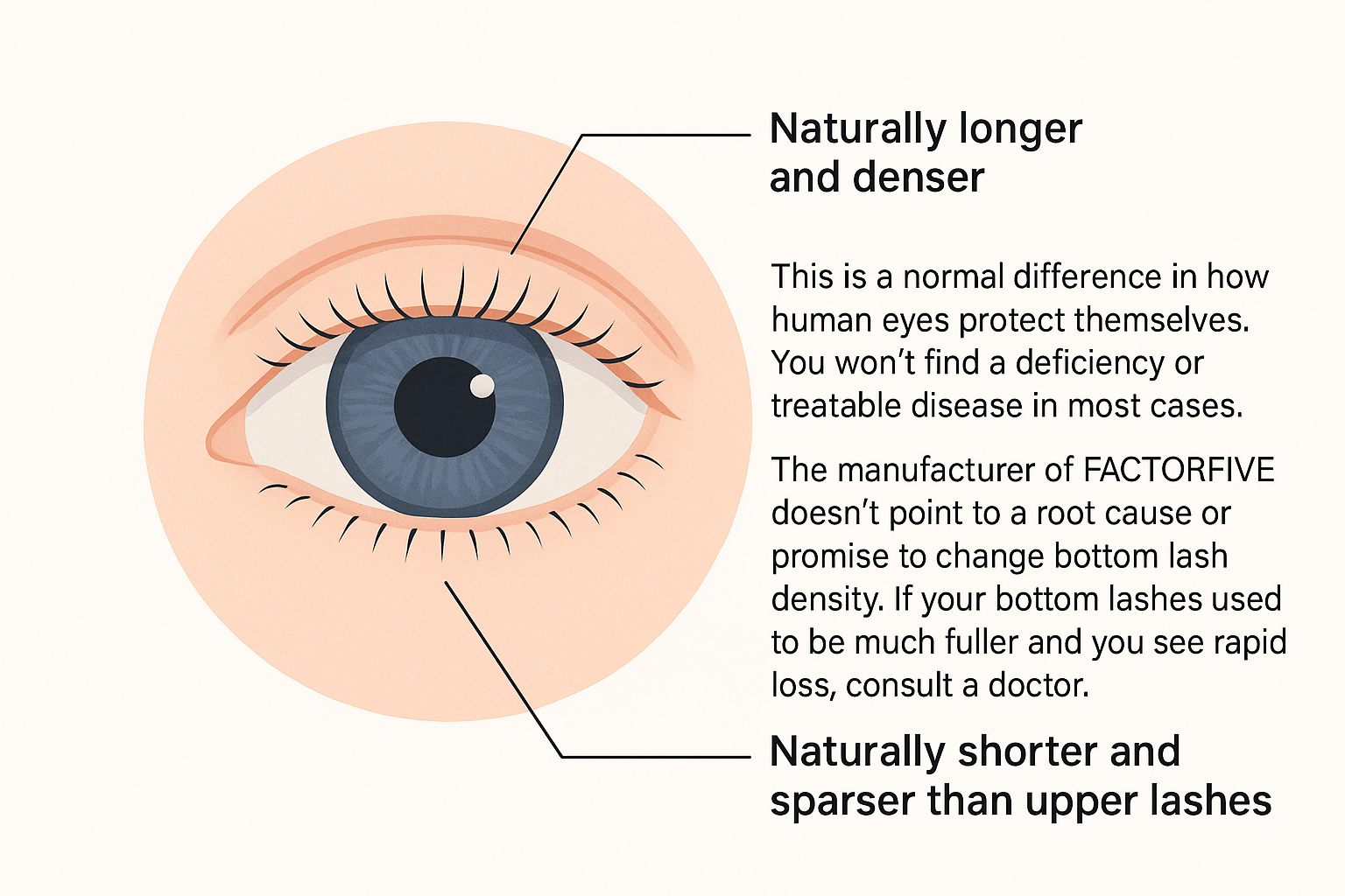 Diagram explaining that bottom lashes are naturally thinner and sparser for eye protection